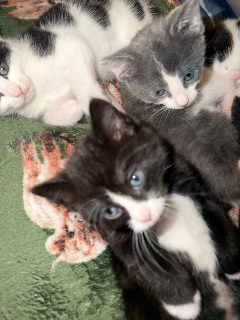 4 beautiful kittens 