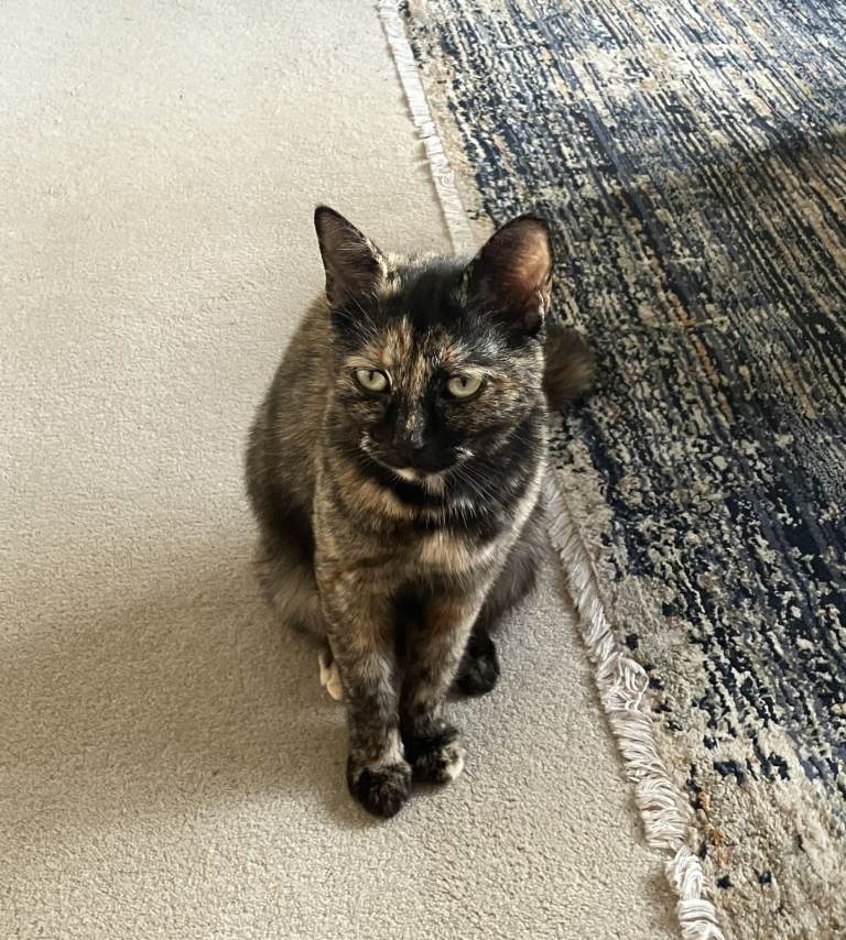 Very sweet female tortoiseshell ragdoll mix cat suitable for indoor homes