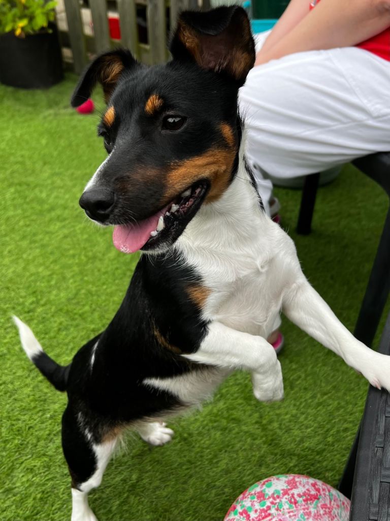 Jack Fox Terrier Mix NOW SOLD !! 
