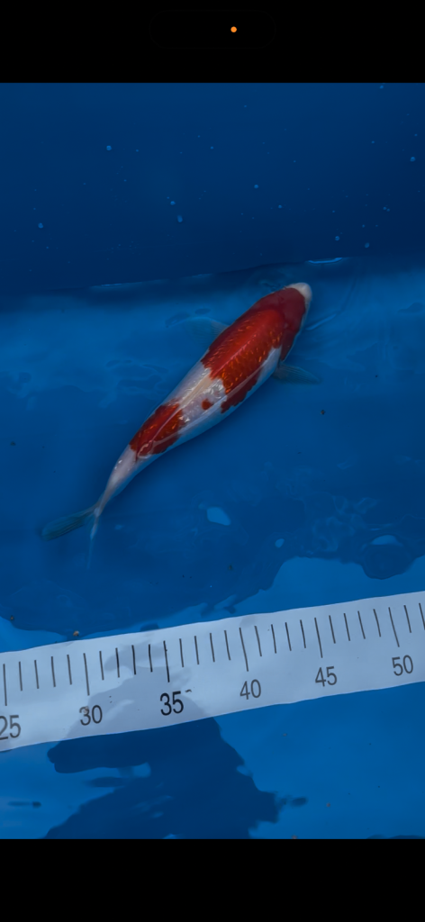 6 beautiful koi for sale(All must go together)