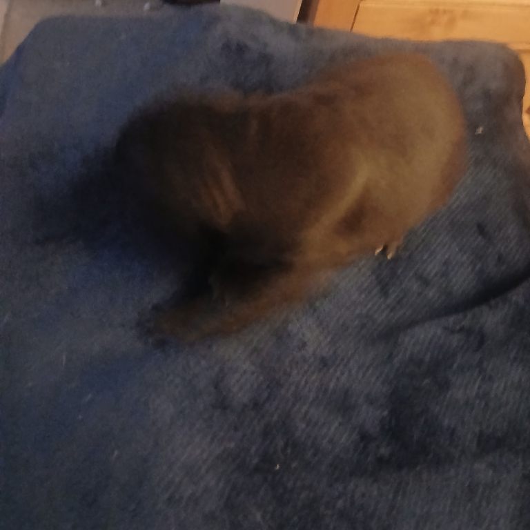 Puppies 3/4 french bulldog 1/4 pug 