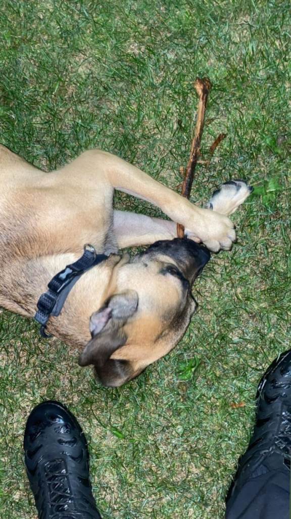 Cane corso x belgian malinois