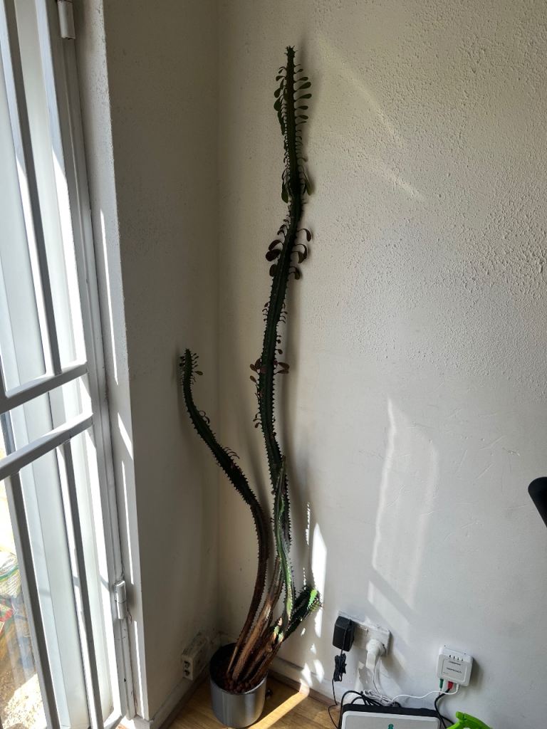 Tall Cactus Plant in Pot – Good Condition
