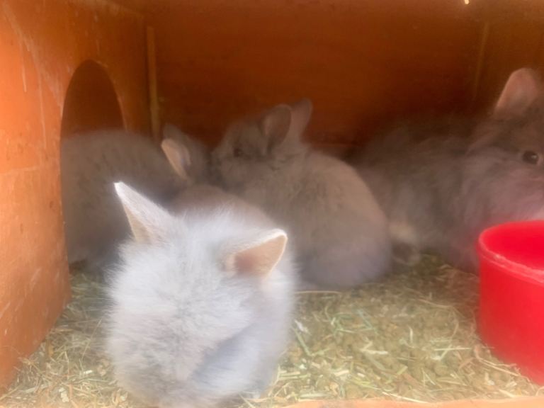 Bunnies rabbits lion head bunnies very fluffy 