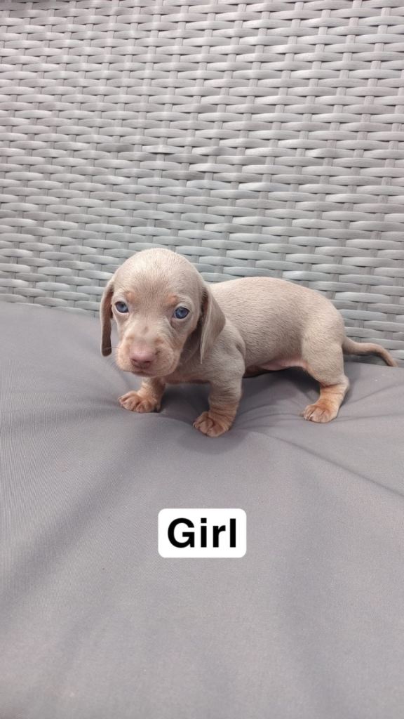 Micro blue dashound puppy’s 