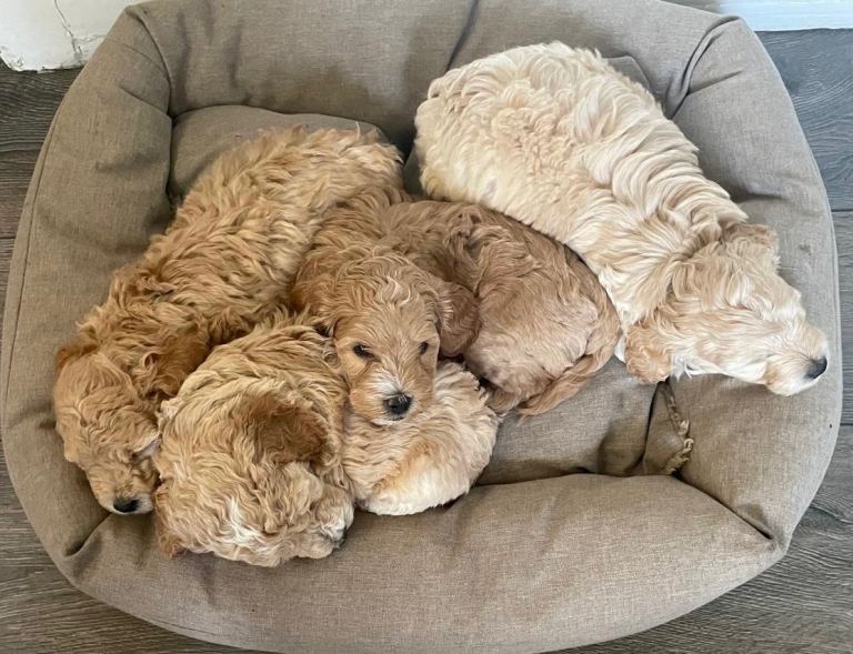Cockapoo Puppies 