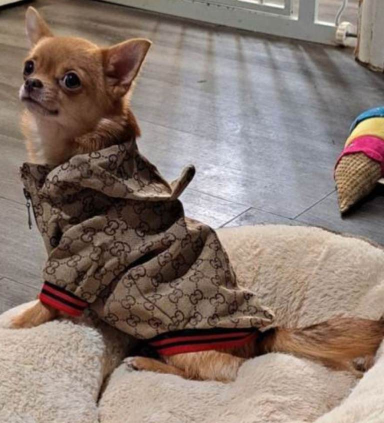 Beautiful Pomchi