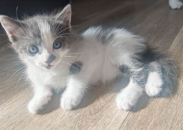 Kittens for sale