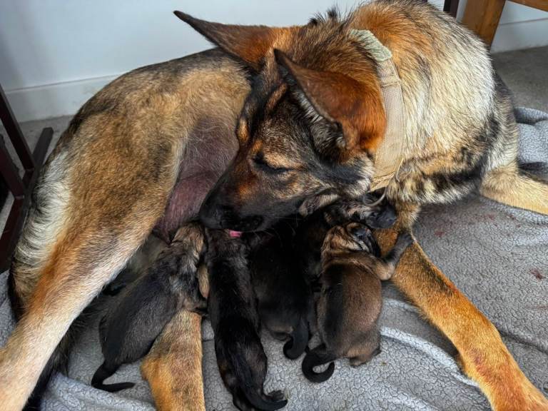 German Shepherd Puppies (Boys and Girls for sale) Ready to go in 8 weeks