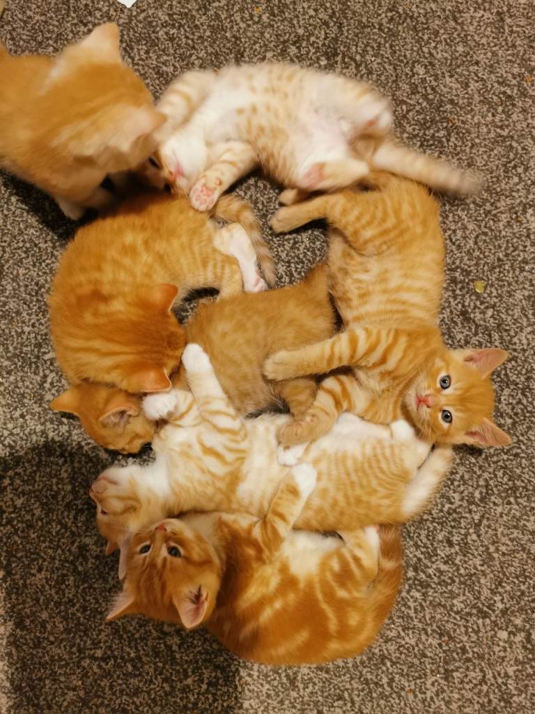 7 Gorgeous Ginger kittens for sale 