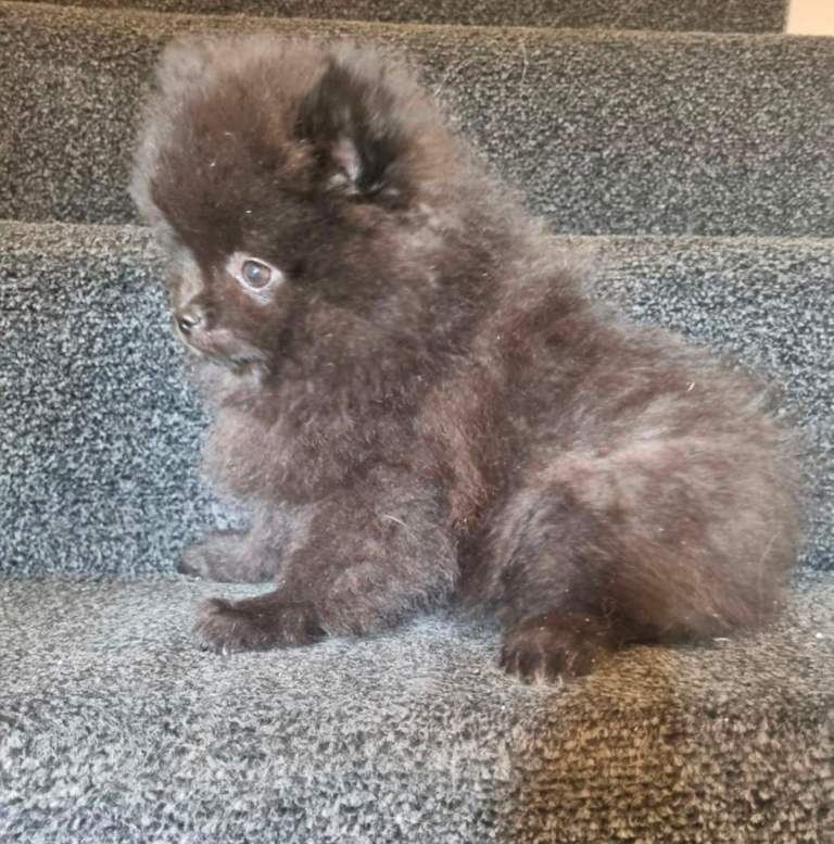 Pomeranian boy 
