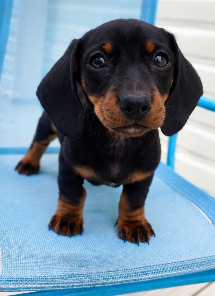 Miniature dachshund 1 girl left 