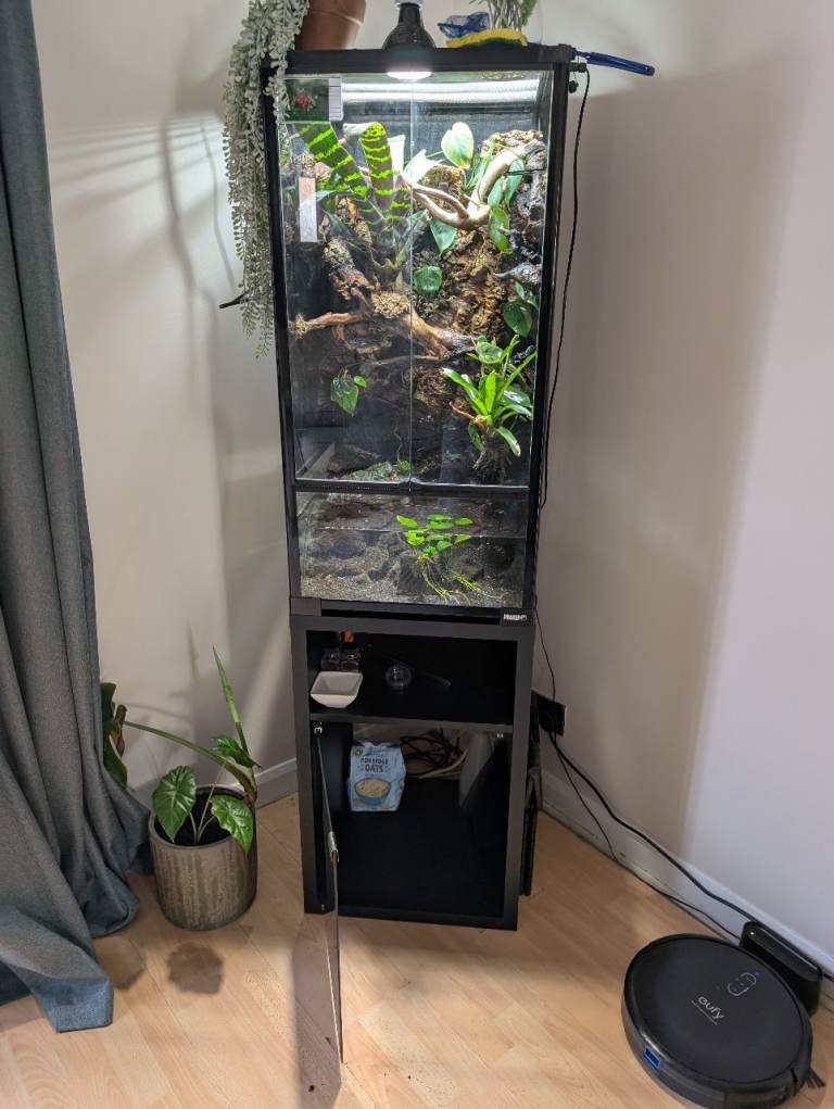 Established Planted Paludarium / Terrarium Setup