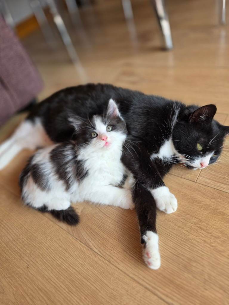 Kittens for sale 