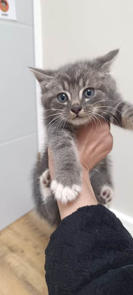 Male Kitten Available now