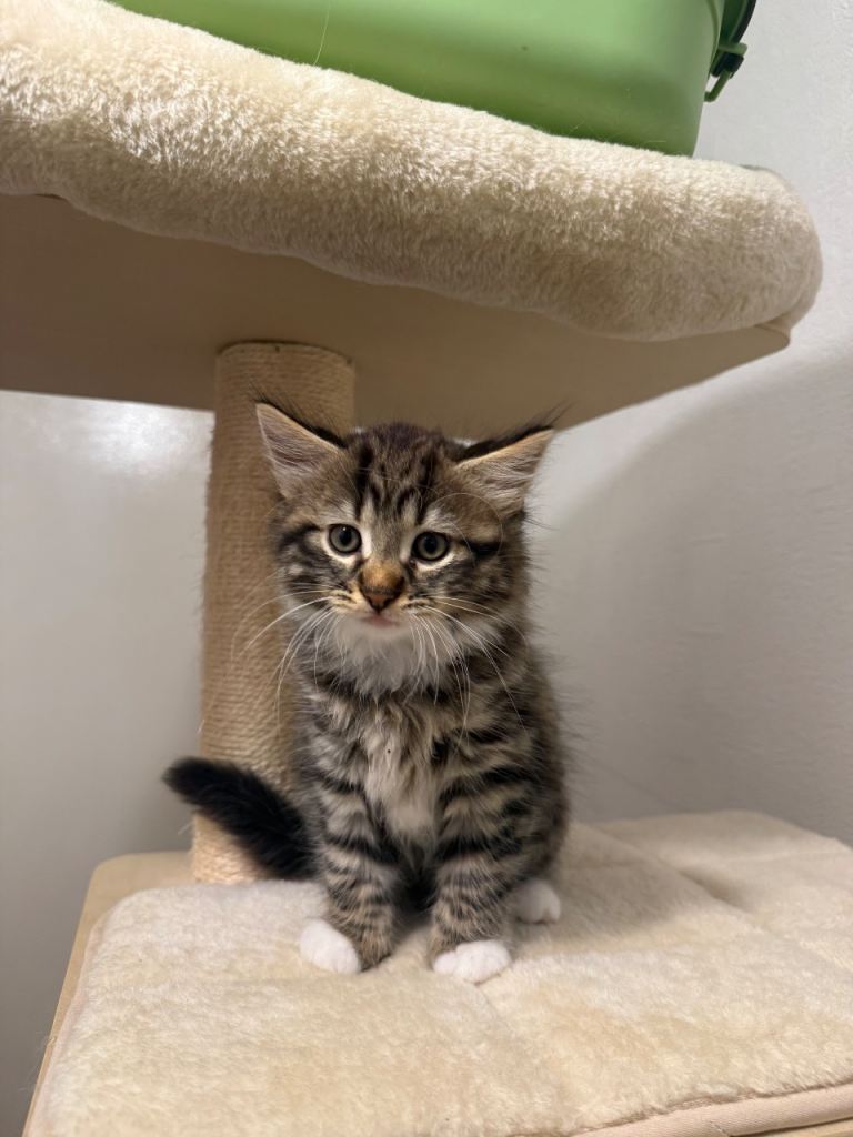 Selling kittens - all boys