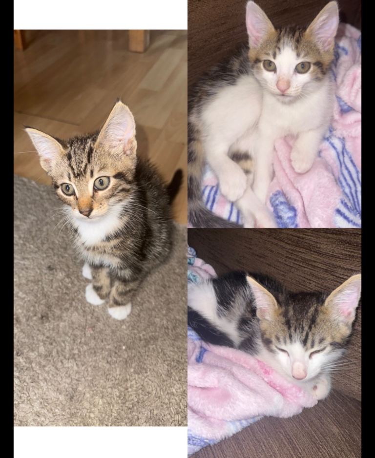 3 gorgeous kittens 