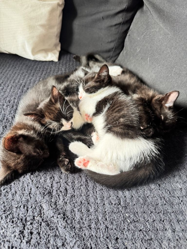 4 kittens looking for their forever homes