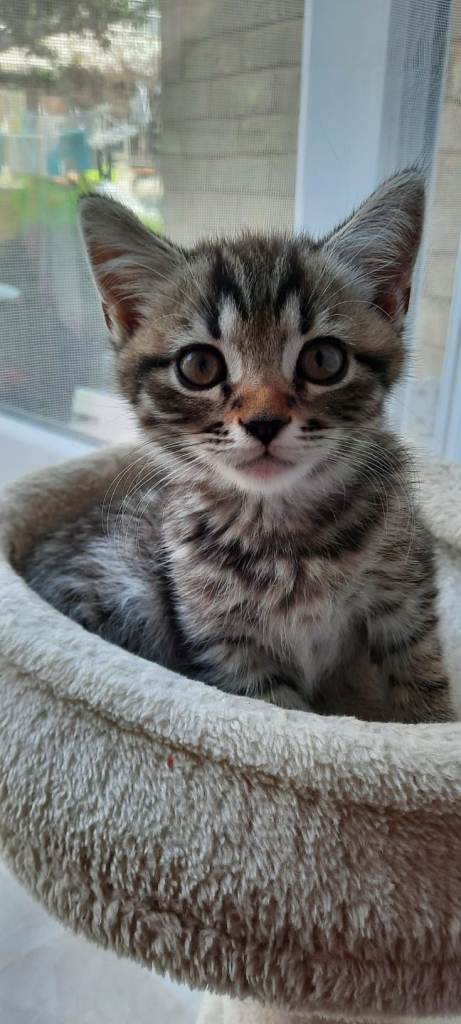 3 Male Egyptian Mau and Persian Kitens ready for new home