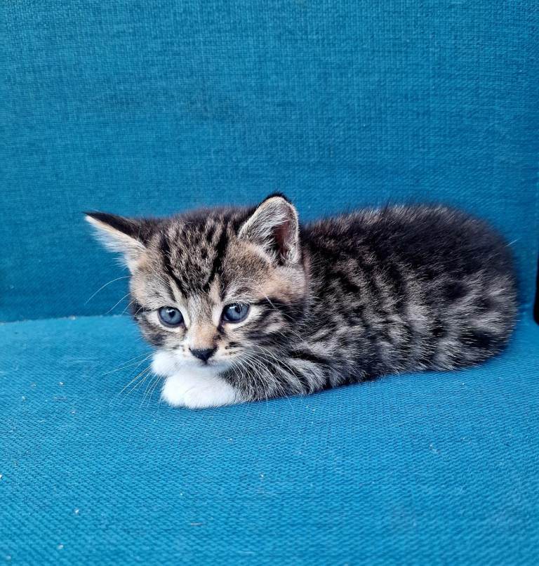 5 lovely kittens looking for forever home 