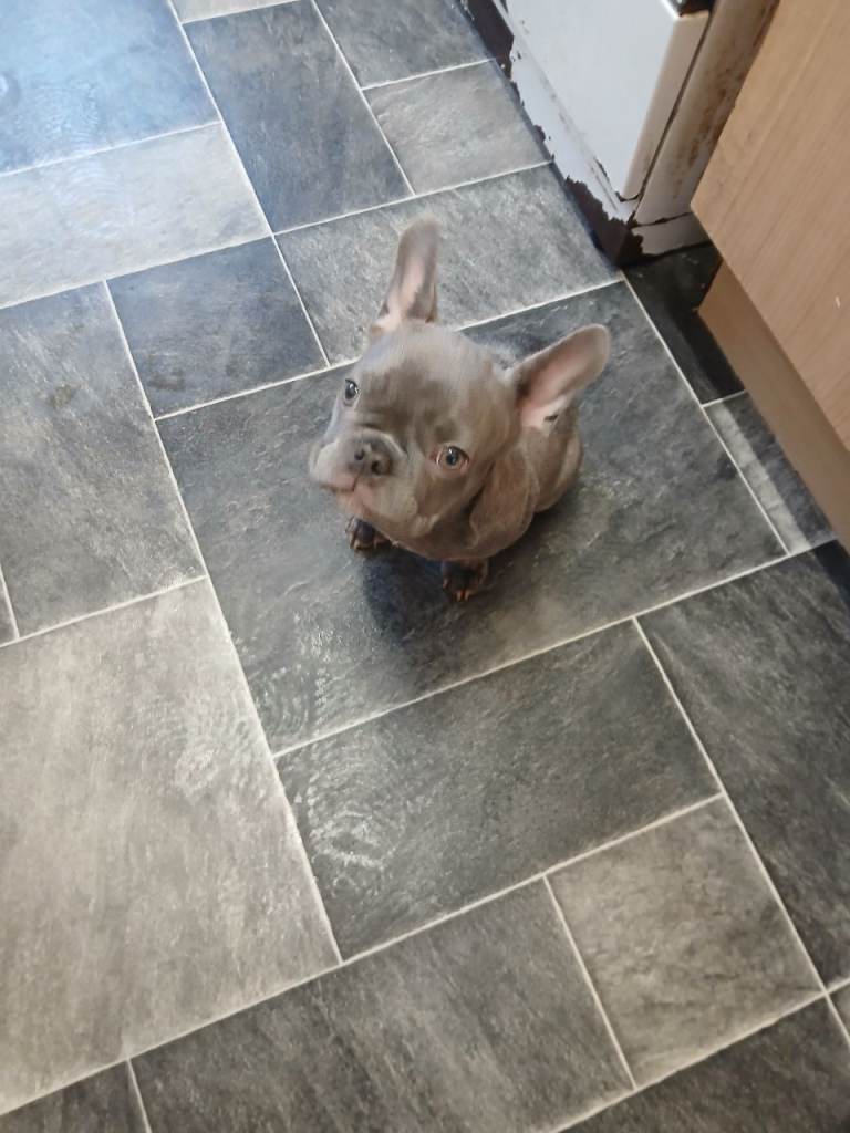French bulldog puppy