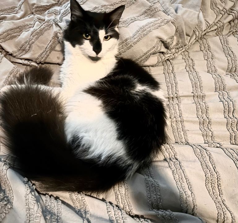 Norwegian Forest x Maincoon