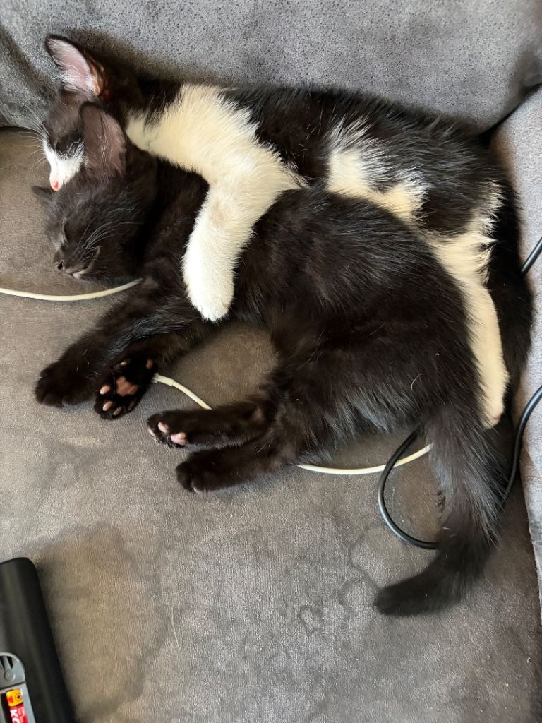 Black and white kitten