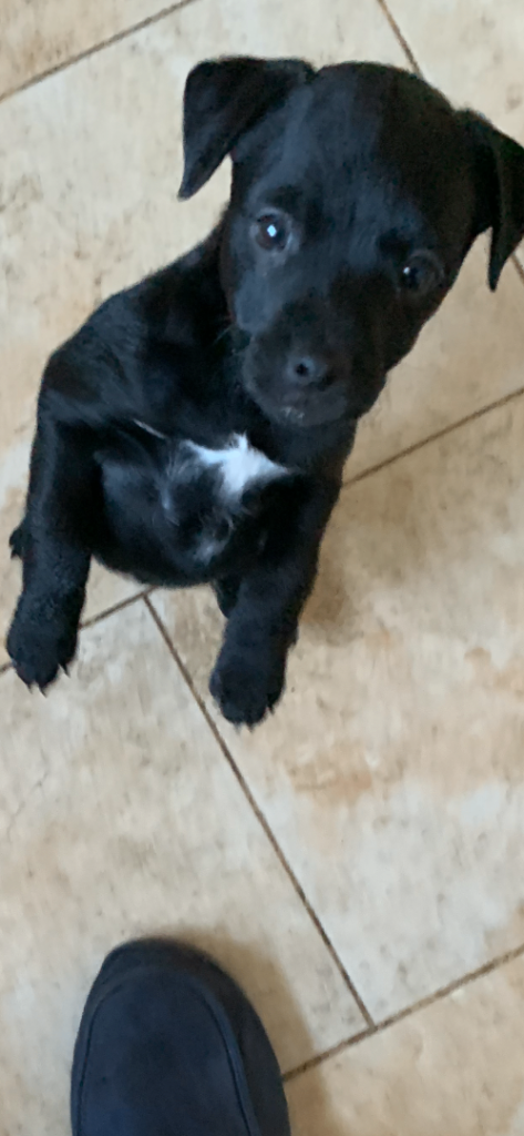 Patterdale Puppy for sale