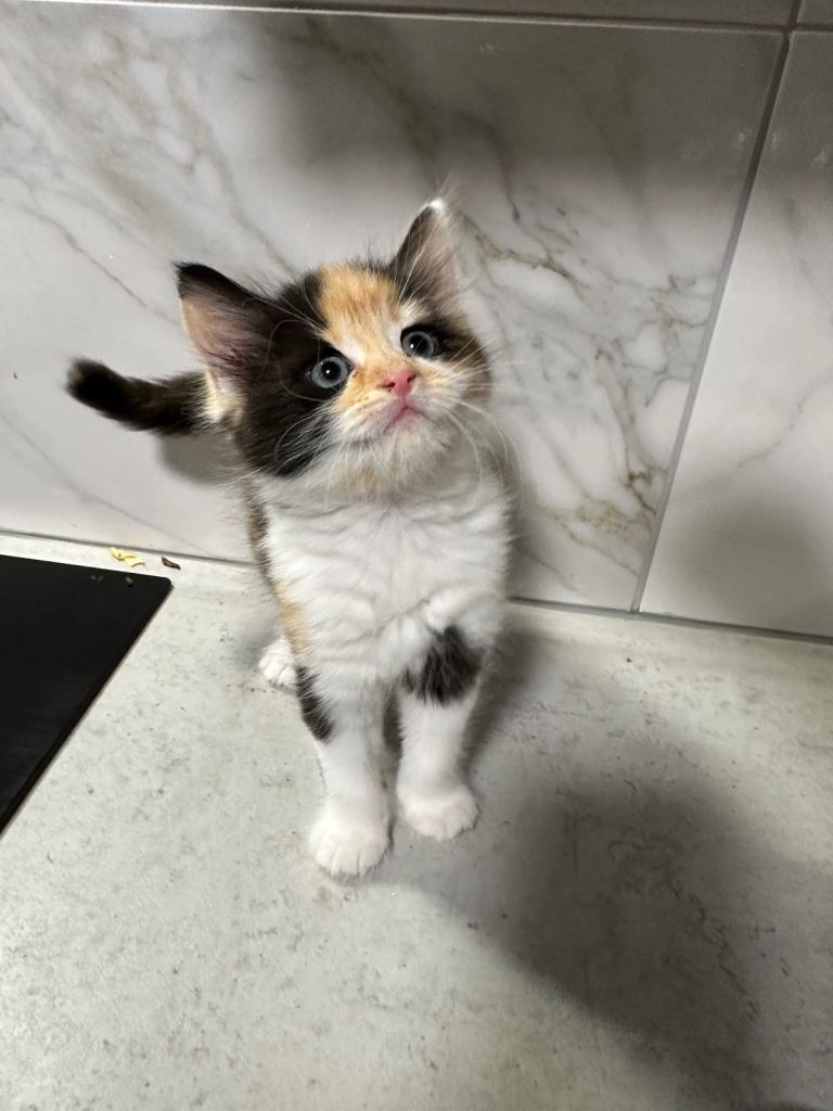 Ragdoll cross breed long haired kitten 