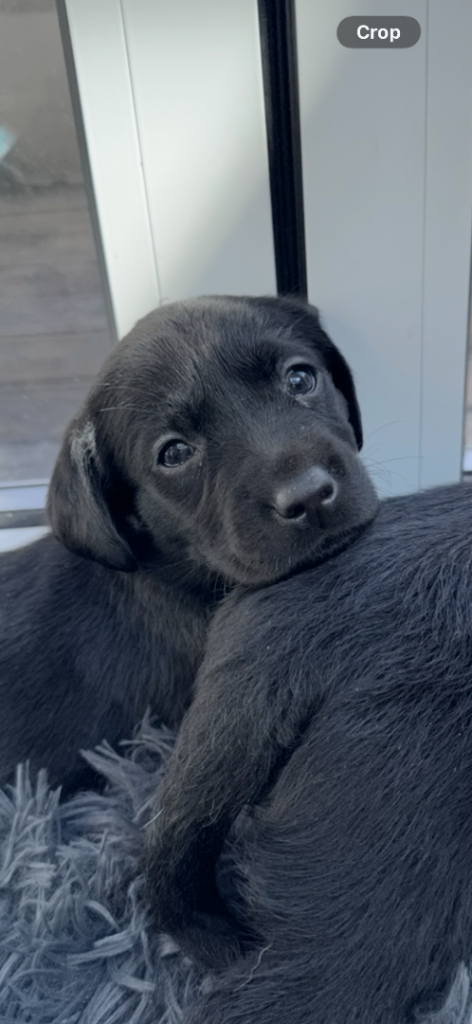 Black Labrador puppies for sale 