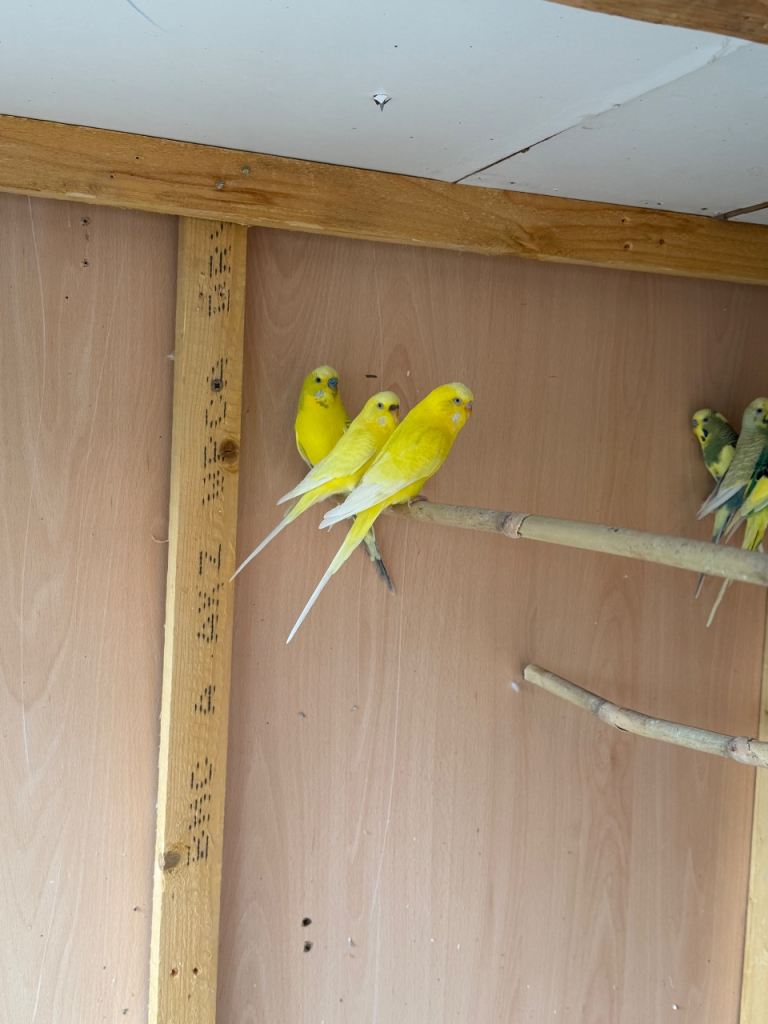 Budgies 