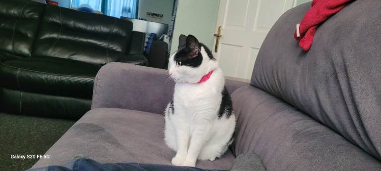 Cat for sale