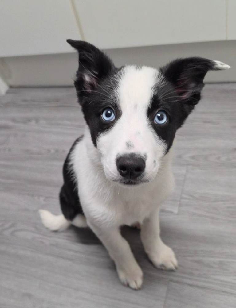 13 week old border collie pup