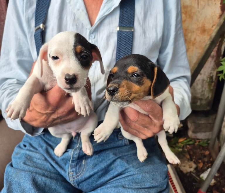 Jack Russell pups 