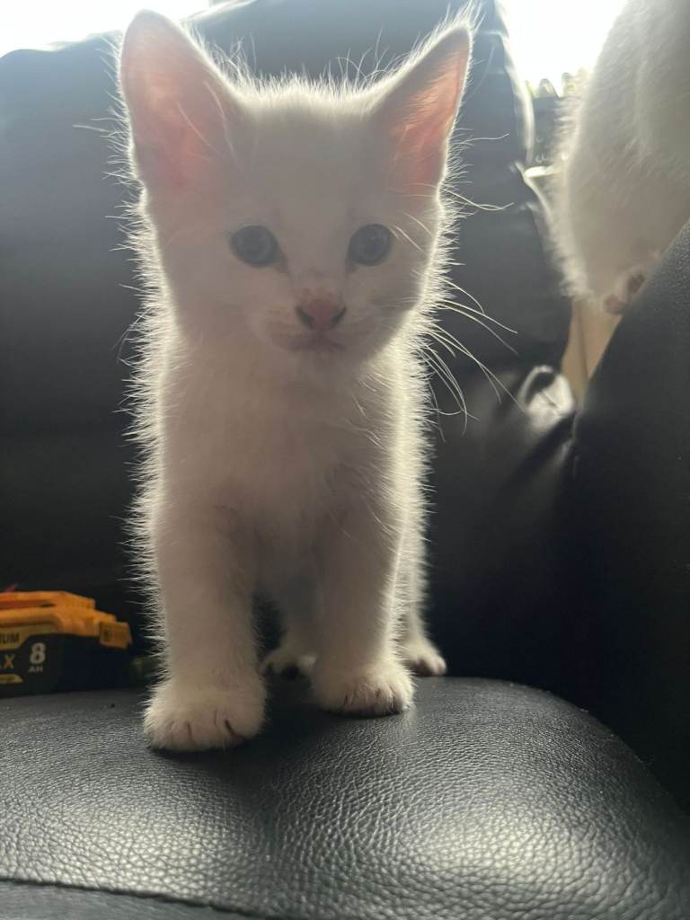 Kitten russian blue cross 