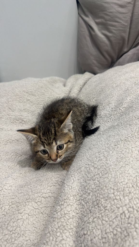Tabby Kitten