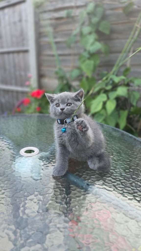 British Blue Shorthair Kittens | 1 Boy & 3 Girls | Ready Now