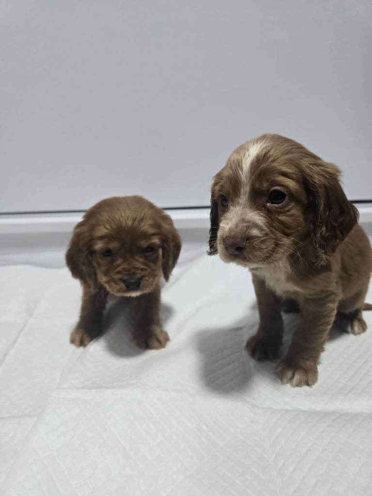 Cavapoo puppies 
