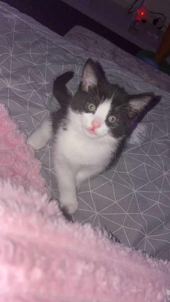 2 kittens left for sale 