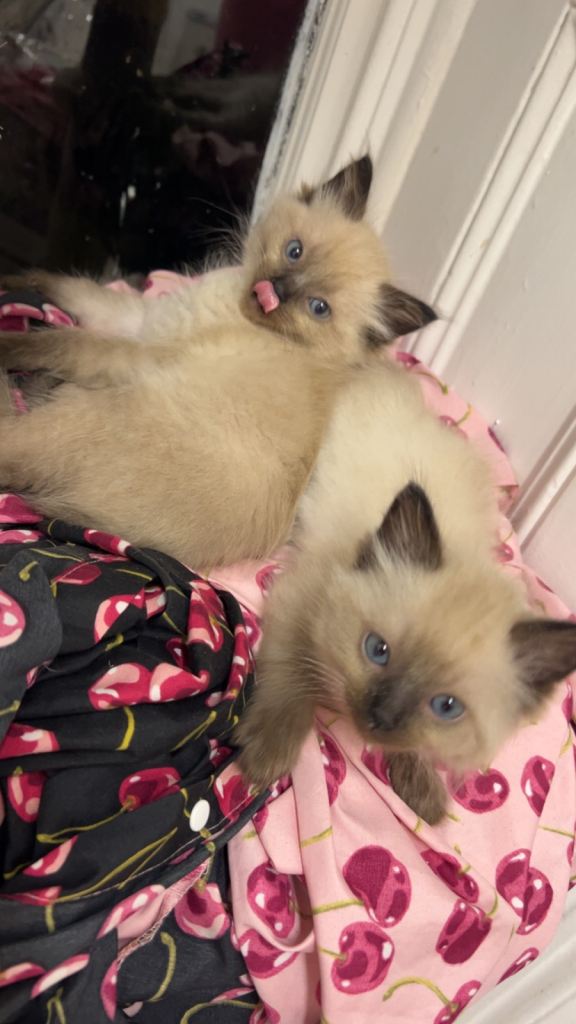 Ragdoll kitten’s ready to go 