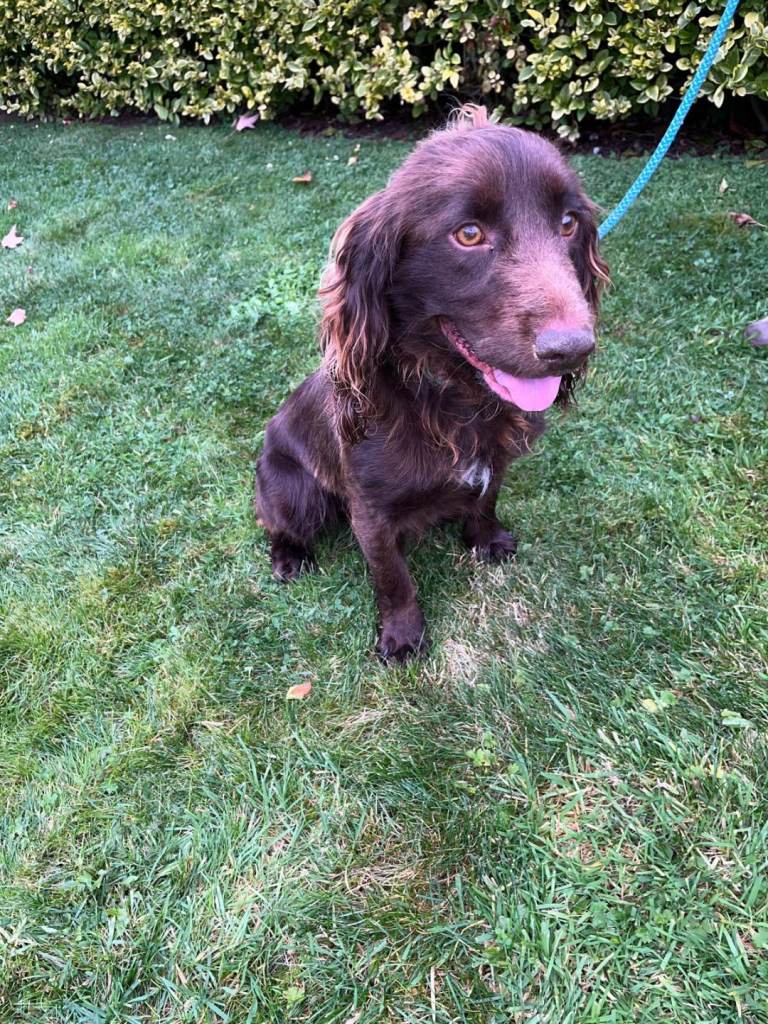 Cocker spaniel pups kc registered | in Dungannon, County Tyrone | Gumtree