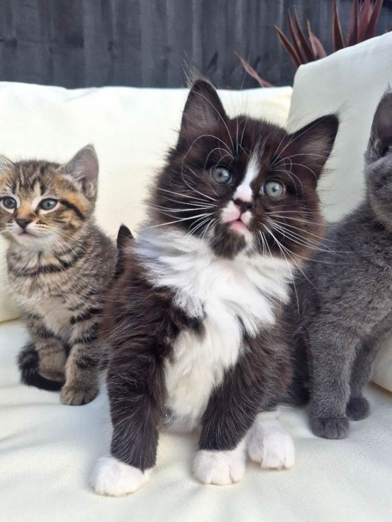 Beautiful Kittens Looking for a Cozy New Home!
