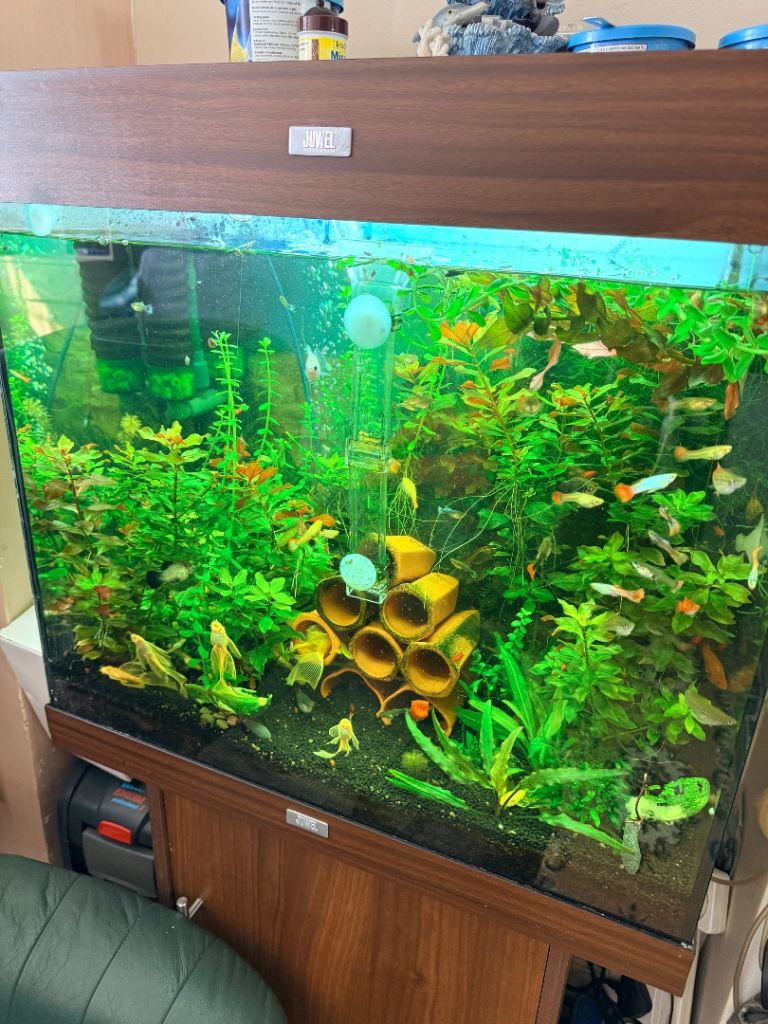 Tropical fish,Lemon long fin Pleco,mollies,common Pleco ,live plants 