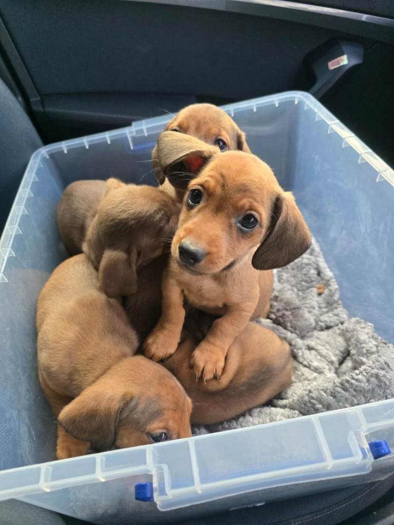 Dachshund puppies