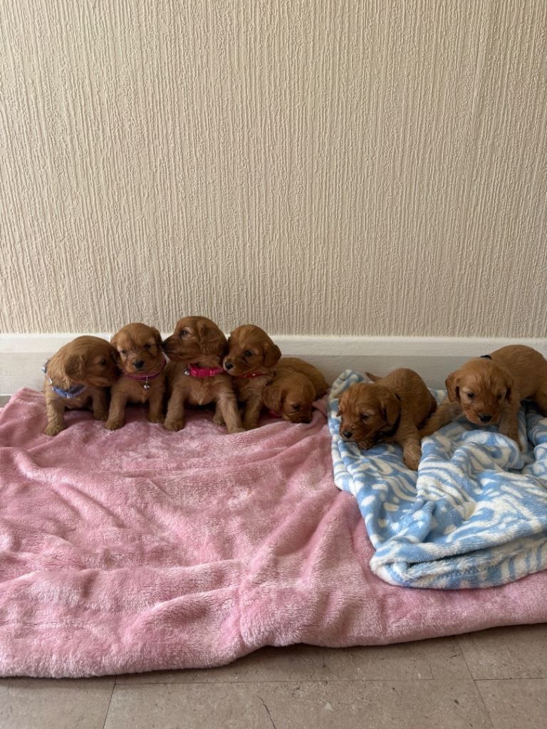 Cavapoo puppies