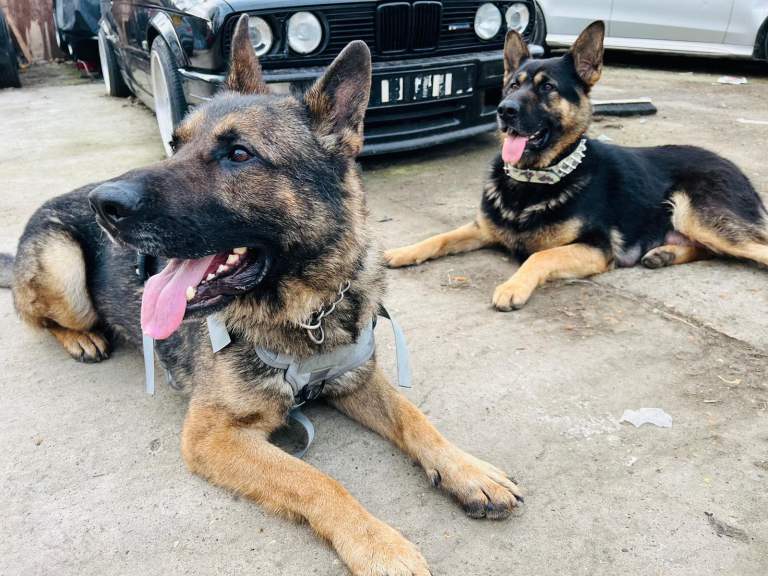 German Shepherd Puppies for sale