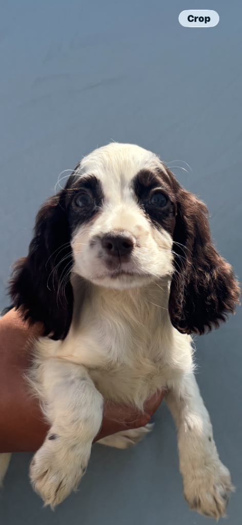 Cocker spaniel puppy’s 