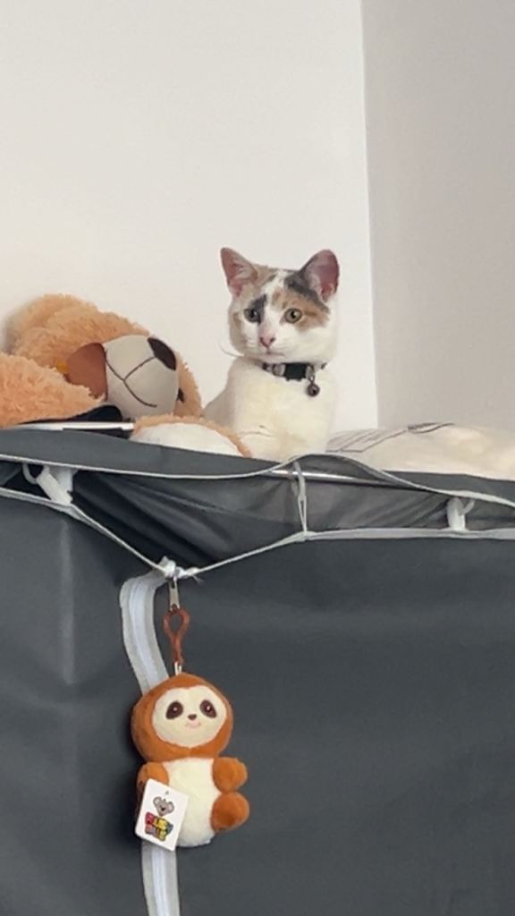Ivy - kitten