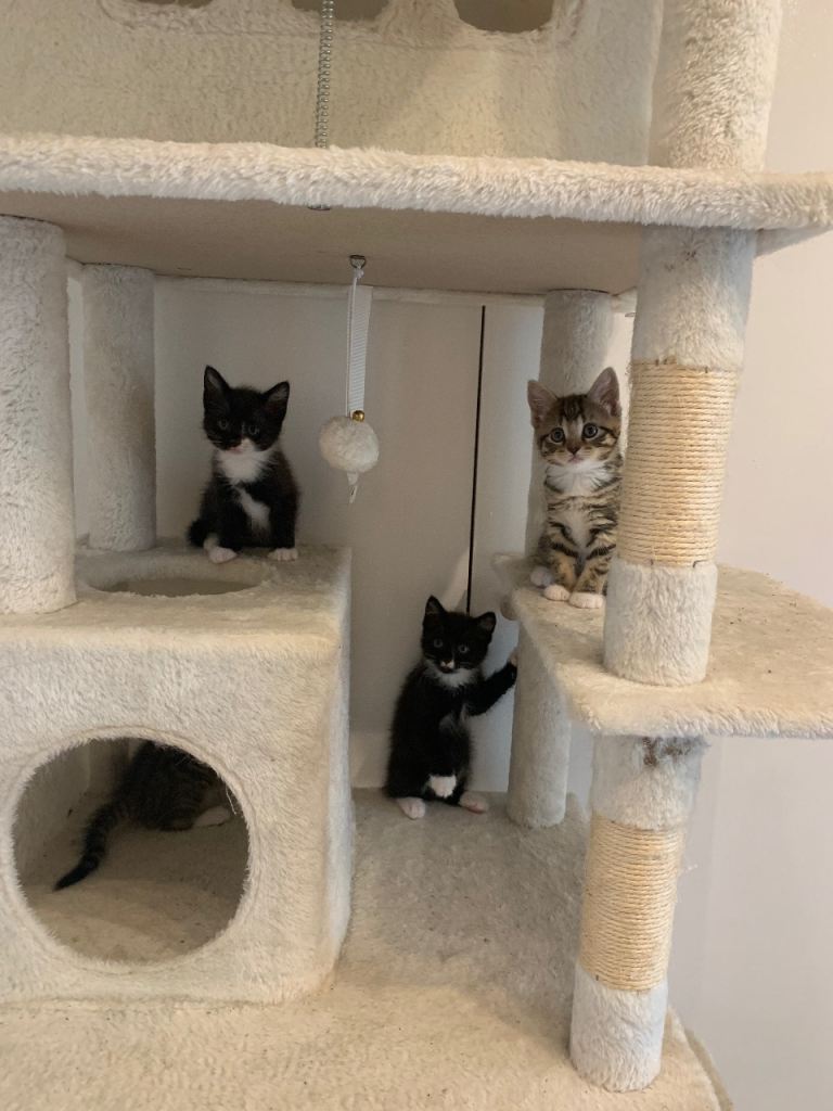 Kittens for sale 
