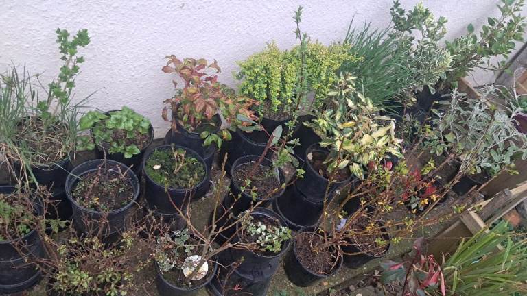 Tall established garden plants mature young and older, shrubs, tree pot plant evergreen deal bundle 